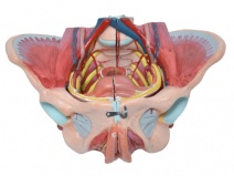 女性骨盆附生殖器官与血管神经模型