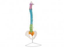 彩色脊椎脊柱模型