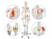 人体骨骼附半边肌肉着色附韧带模型