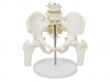 骨盆附腰椎与股骨头模型