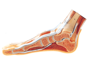 足正中矢状切面模型