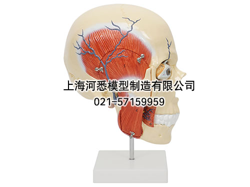 人体咀嚼肌颌面部深层解剖模型