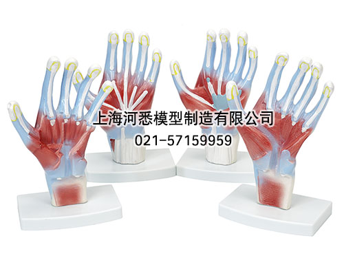 手肌解剖模型