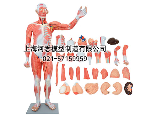 人体全身肌肉解剖模型,人体全身肌肉附内脏模型