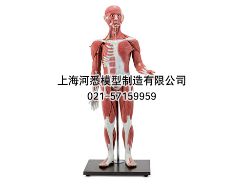人体全身肌肉解剖附内脏模型