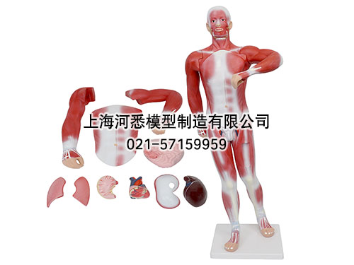 人体肌肉及胸腹腔脏器解剖模型