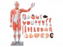 人体全身肌肉附内脏模型（29部件170CM）