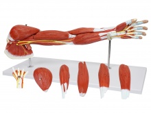 上肢肌肉附主要血管神经解剖模型