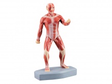 人体全身肌肉模型（25CM）