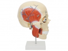 人体咀嚼肌颌面部深层解剖模型