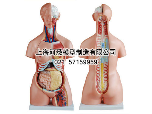 人体半身三性躯干模型