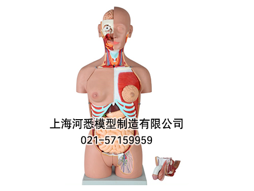 两性躯干模型,人体内脏器官模型