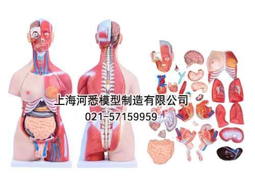 两性肌肉躯干模型