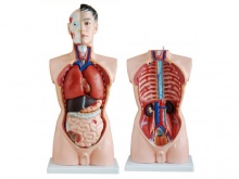 男性人体躯干模型85CM19件（人体内脏器官模型）
