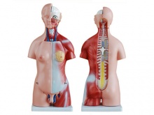 两性人体头、颈、躯干模型45CM23件