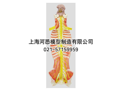 椎管内部脊髓神经模型,脑脊髓与周围神经解剖模型