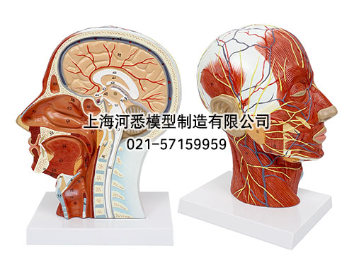 头部正中矢状切面附血管神经模型