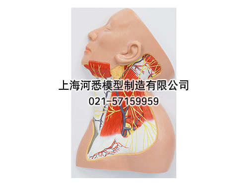 颈部浅表神经解剖模型