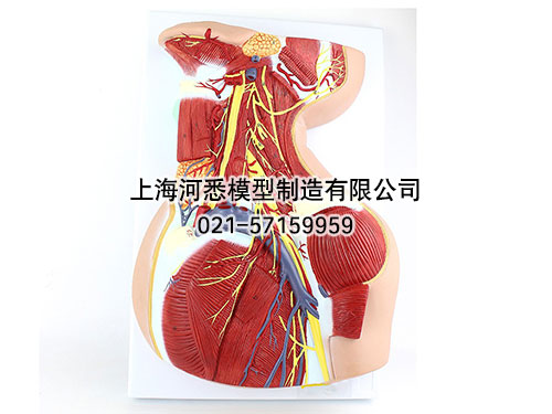 颈部深层神经解剖模型