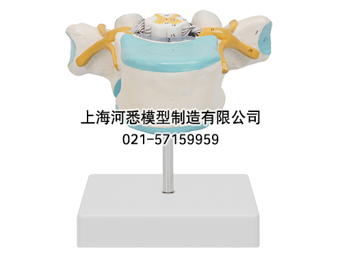 胸椎附脊髓和脊神经放大模型