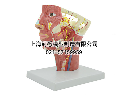 头颈部动脉模型
