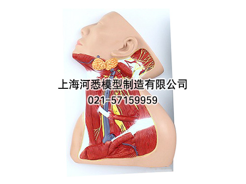 颈部中层神经解剖模型