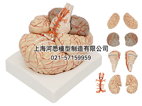脑及脑动脉模型