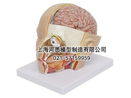 头部解剖模型,颅脑矢状窦解剖模型