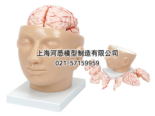 头解剖附脑动脉模型,颅脑模型