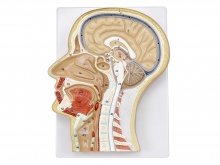 头部正中矢状切面模型