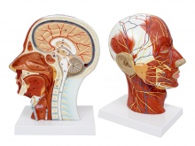 头部正中矢状切面附血管神经模型