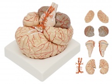 脑及脑动脉模型（9部件）
