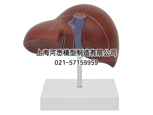 肝脏模型