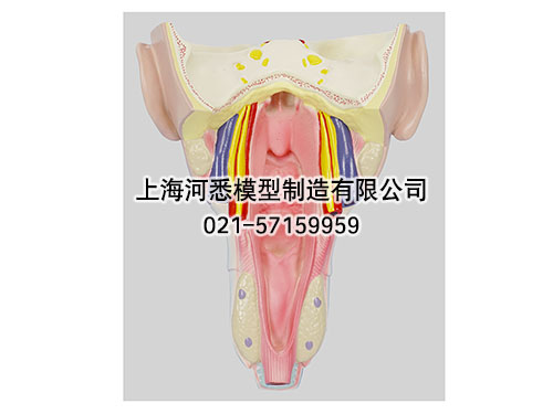 咽喉壁肌模型