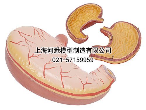 胃解剖模型,胃及剖面模型