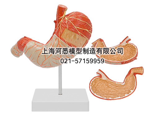 胃肌解剖放大模型