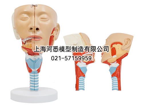 唾液腺及咽肌解剖模型