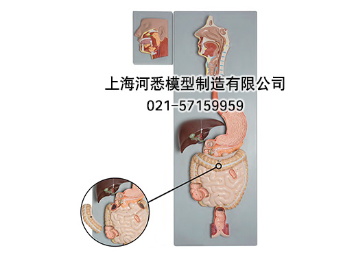 消化系统附腮腺模型