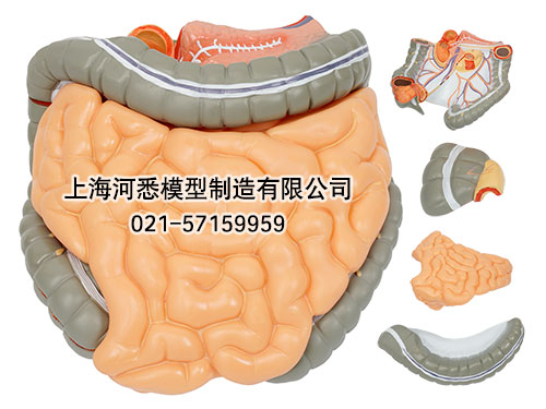 结肠空回肠解剖模型