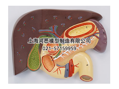 肝胆胰十二指肠胃切面模型