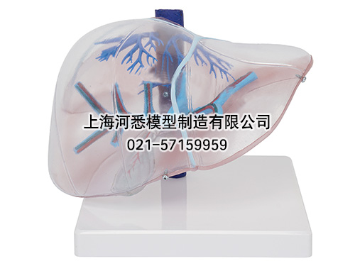 透明肝脏模型,透明肝段模型