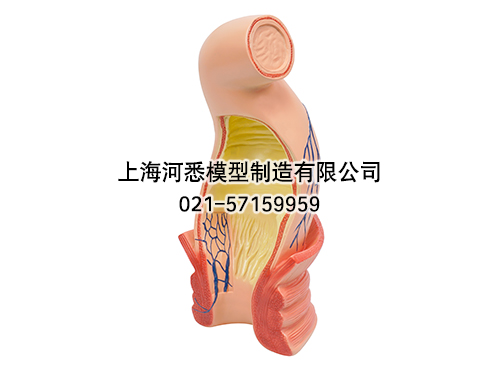直肠肛管直环及静脉通道模型