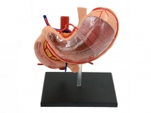胃解剖模型（缩小，9部件）