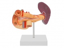 胰、十二指肠和脾模型