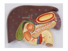 肝、胆、胰、十二指肠、胃切面模型