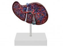 肝解剖模型（肝胆模型）