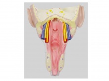 咽喉壁肌模型