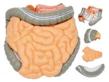 结肠空回肠解剖模型