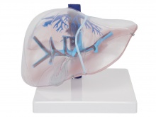 透明肝脏模型（透明肝段模型）