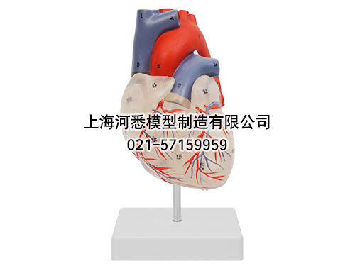 透明心脏解剖模型